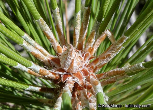 Image of Jeffrey Pine