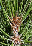 Image of Jeffrey Pine