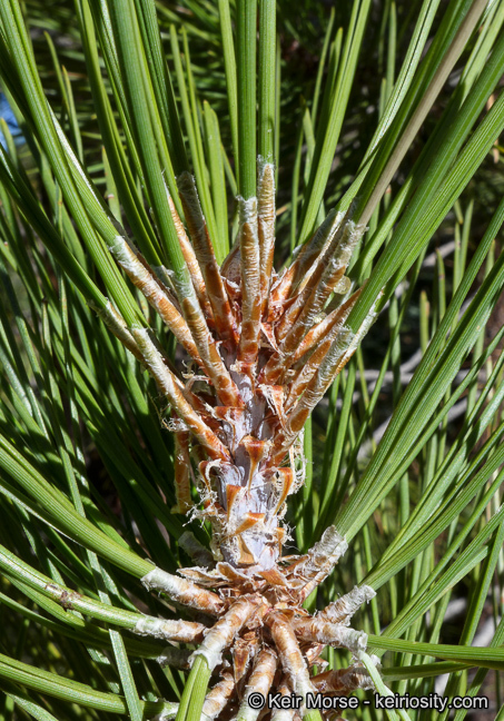 Image of Jeffrey Pine