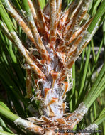 Image of Jeffrey Pine