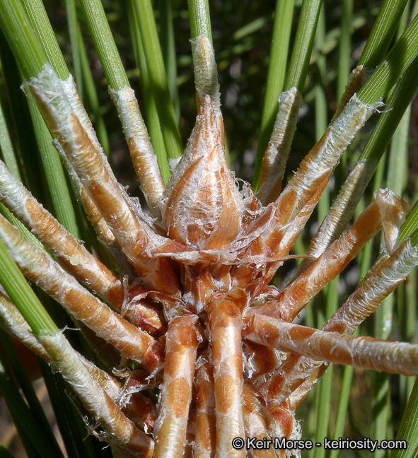 Image of Jeffrey Pine