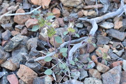 Image of Santa Clara thorn-mint