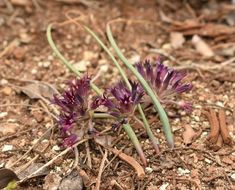 Image de Allium sharsmithiae (Ownbey & Aase ex Traub) McNeal