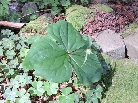 Imagem de Trillium ovatum Pursh