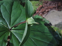 Imagem de Trillium ovatum Pursh