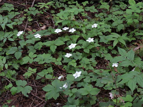 Image of <i>Anemone deltoidea</i>