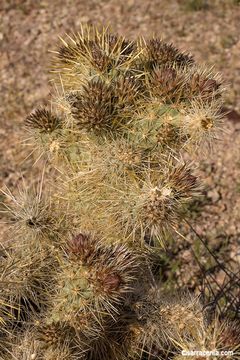 Image of Wiggins' cholla