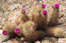 Image of Engelmann's hedgehog cactus