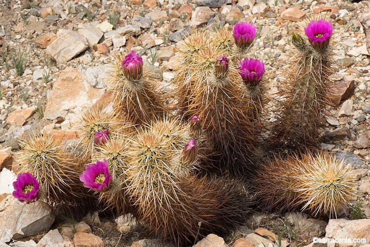 Image de Echinocereus engelmannii (Parry ex Engelm.) Lem.