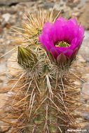 Image of Engelmann's hedgehog cactus