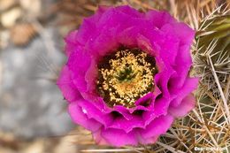 Image of Engelmann's hedgehog cactus