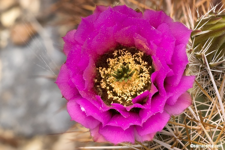 Image de Echinocereus engelmannii (Parry ex Engelm.) Lem.