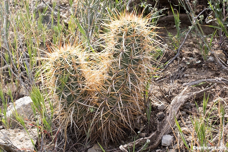 Image of Engelmann's hedgehog cactus