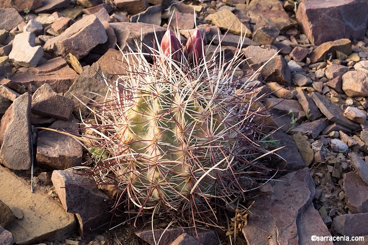 Image de Sclerocactus polyancistrus (Engelm. & J. M. Bigelow) Britton & Rose