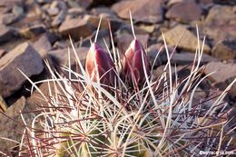 Image de Sclerocactus polyancistrus (Engelm. & J. M. Bigelow) Britton & Rose