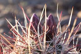 Image de Sclerocactus polyancistrus (Engelm. & J. M. Bigelow) Britton & Rose