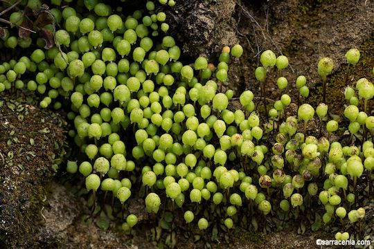 Image of Asterella californica (Hampe ex Austin) Underw.