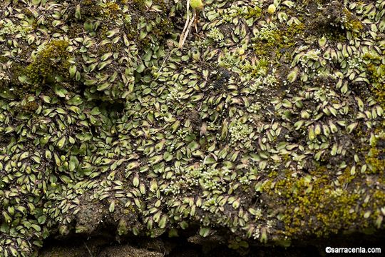 Image of Asterella californica (Hampe ex Austin) Underw.