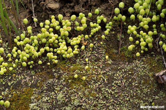 Image of Asterella californica (Hampe ex Austin) Underw.