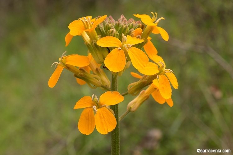 Image of sanddune wallflower