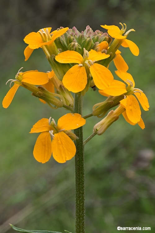 Image of sanddune wallflower