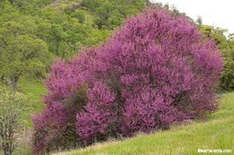 Слика од Cercis occidentalis A. Gray