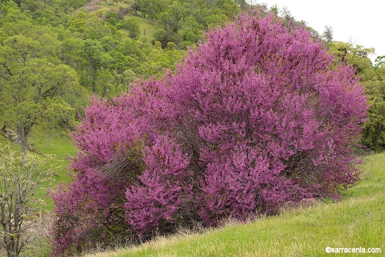 Слика од Cercis occidentalis A. Gray