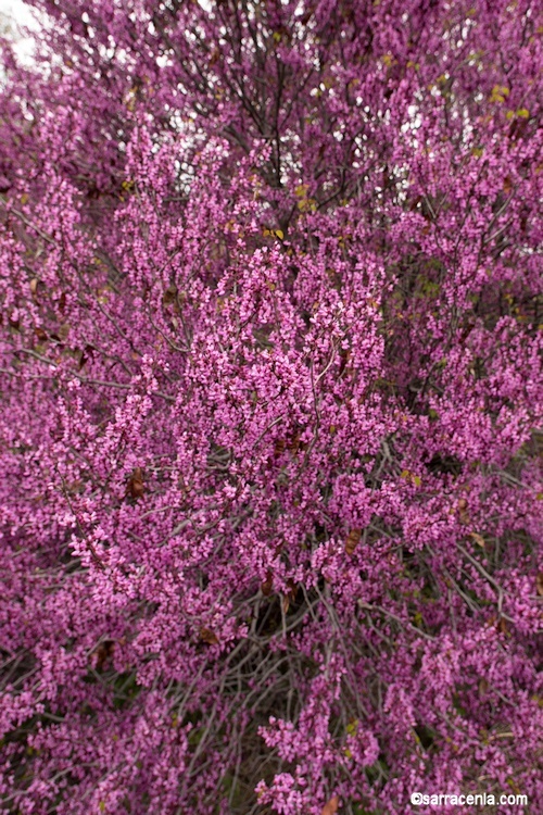 Слика од Cercis occidentalis A. Gray