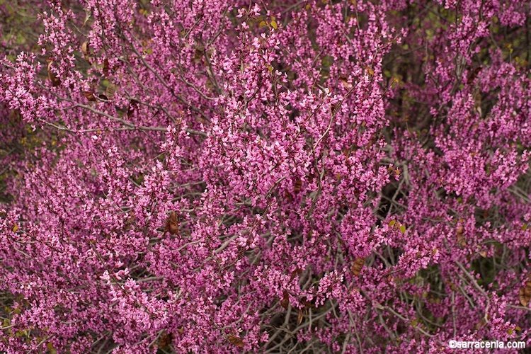 Слика од Cercis occidentalis A. Gray