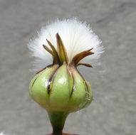 Image of prickly golden-fleece