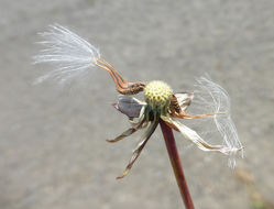 Sivun Urospermum picroides (L.) Scop. ex F. W. Schmidt kuva