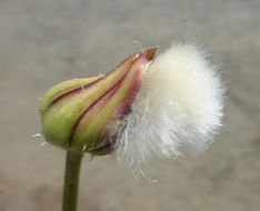 Image of prickly golden-fleece