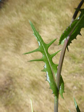 Imagem de Sonchus oleraceus L.