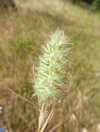 Image of Narrow Clover