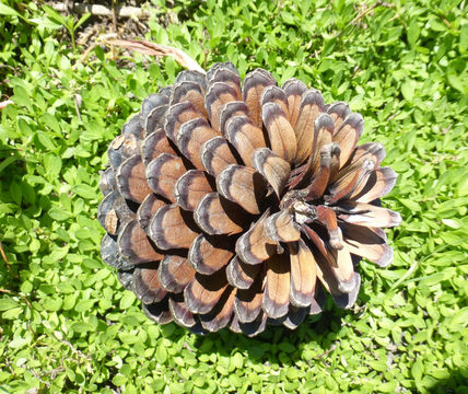 Image of Cedros Island Pine