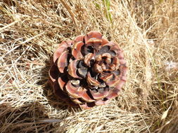 Image of Cedros Island Pine