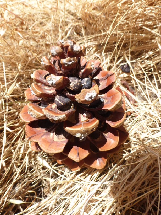 Image of Cedros Island Pine