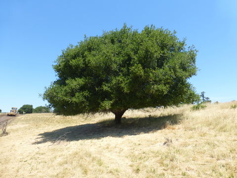 Image of California Live Oak