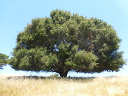 Imagem de Quercus agrifolia Née