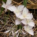 Image of naked mariposa lily