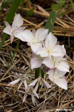 Imagem de Calochortus nudus S. Watson