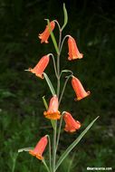 Image of scarlet fritillary