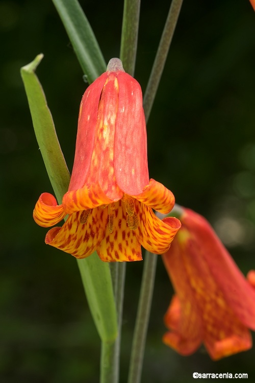 Image of scarlet fritillary