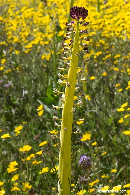 Sivun Caulanthus inflatus S. Watson kuva