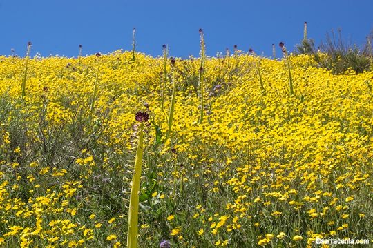 Sivun Caulanthus inflatus S. Watson kuva