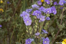 Phacelia ciliata Benth.的圖片