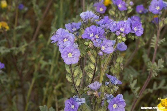 Phacelia ciliata Benth.的圖片