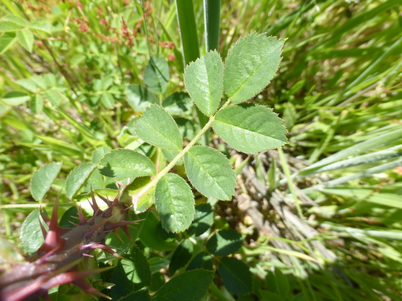 Image of Sweet-briar