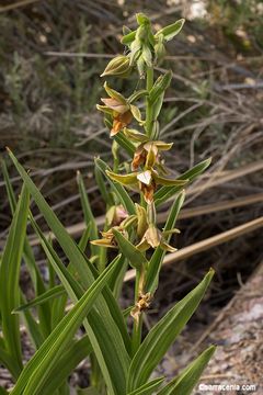 Image of Stream orchid