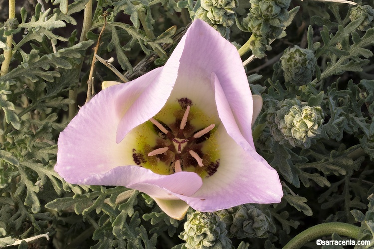 Image of winding mariposa lily